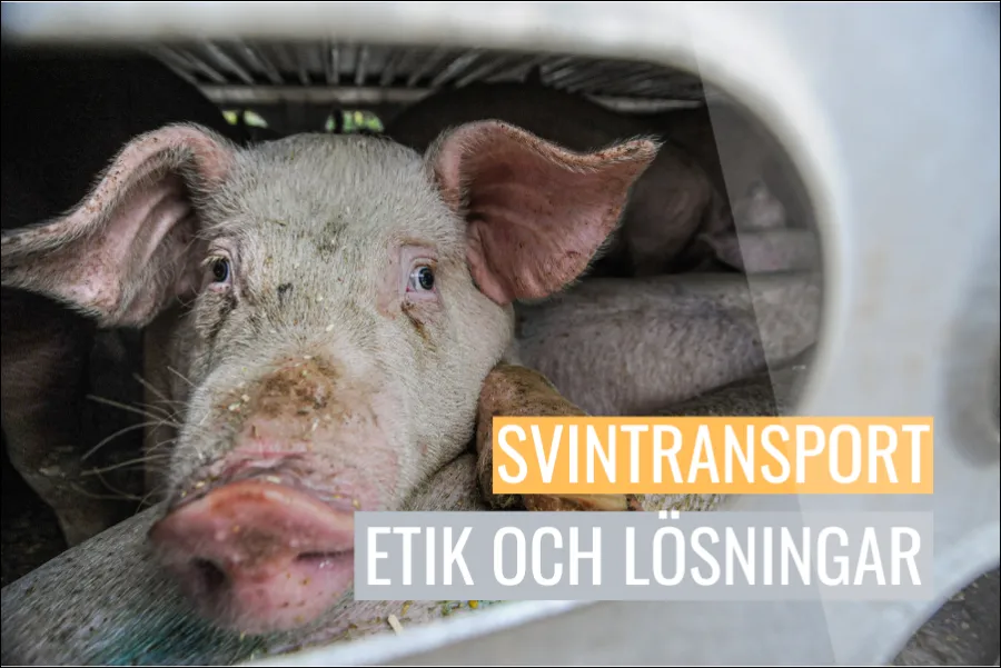 Djurtransporter etiska utmaningar och praktiska lösningar i svinproduktionen