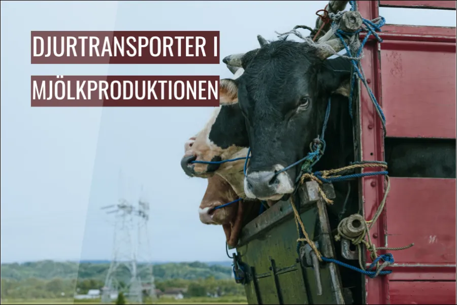 Djurtransporter i mjölkproduktionen etiska utmaningar och praktiska lösningar