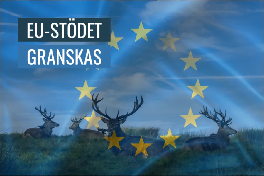 EUs stöd till samisk rennäring under granskning