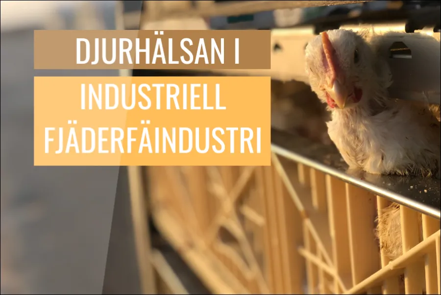 Effekterna av industriell fjäderfäproduktion på djurhälsan