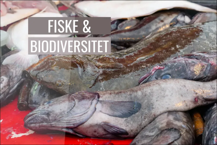 Fiske och Biodiversitet Påverkan och lösningar