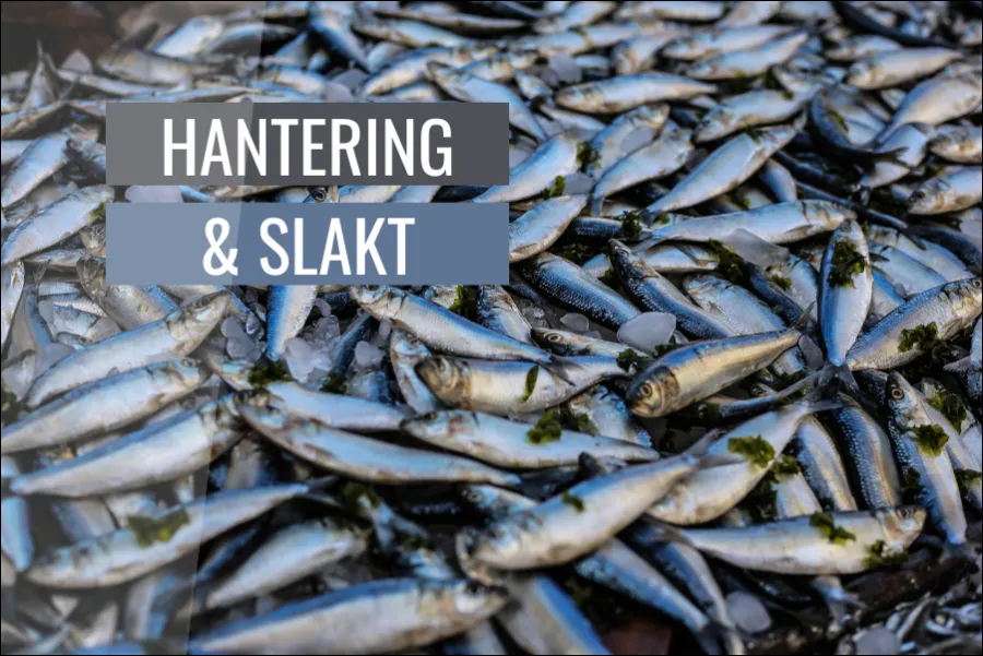 Fiskens hantering och slakt etiska och djurrättsmässiga aspekter