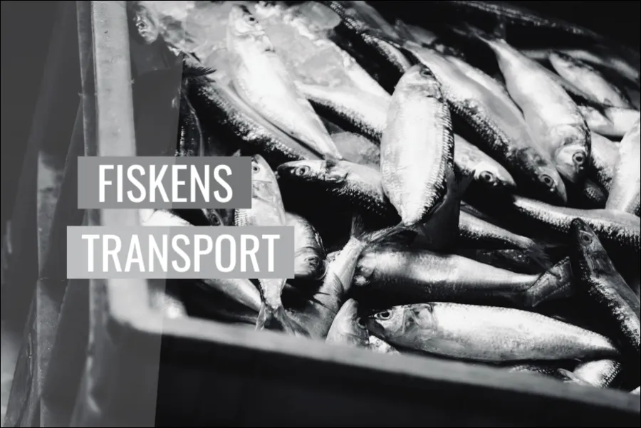 Fiskens transport etiska utmaningar och praktiska lösningar