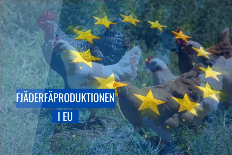 Fjäderfäproduktionen i EU: En jämförelse mellan olika länder