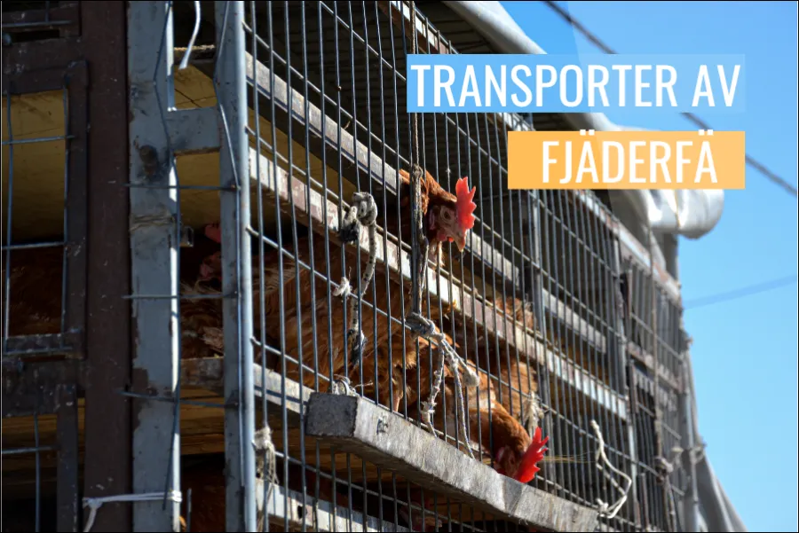 Fjäderfätransporter etiska utmaningar och praktiska lösningar