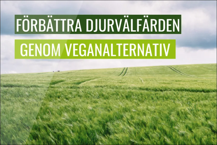 Förbättra djurvälfärden på gårdar genom att välja veganalternativ