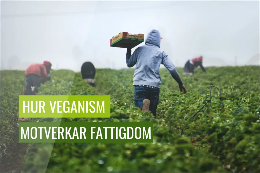 Hur veganism kan bidra till att bekämpa fattigdom