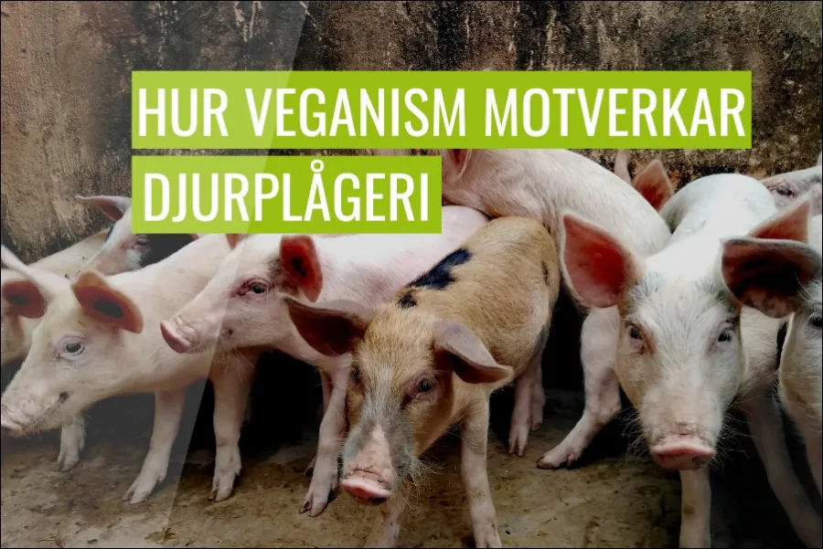 Hur veganism motverkar djurplågeri