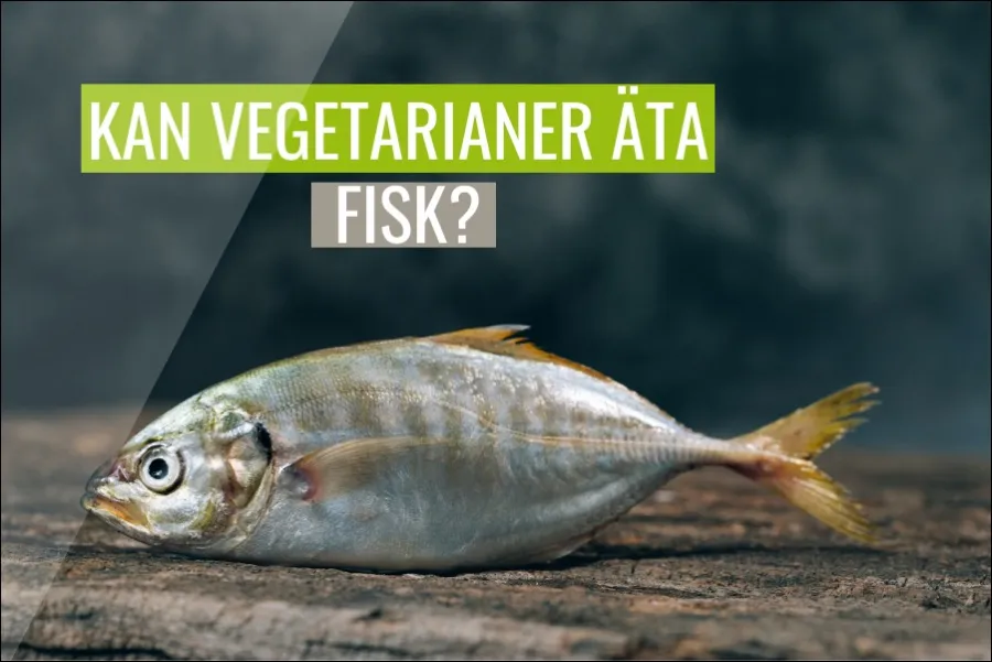 Kan Vegetarianer Äta Fisk