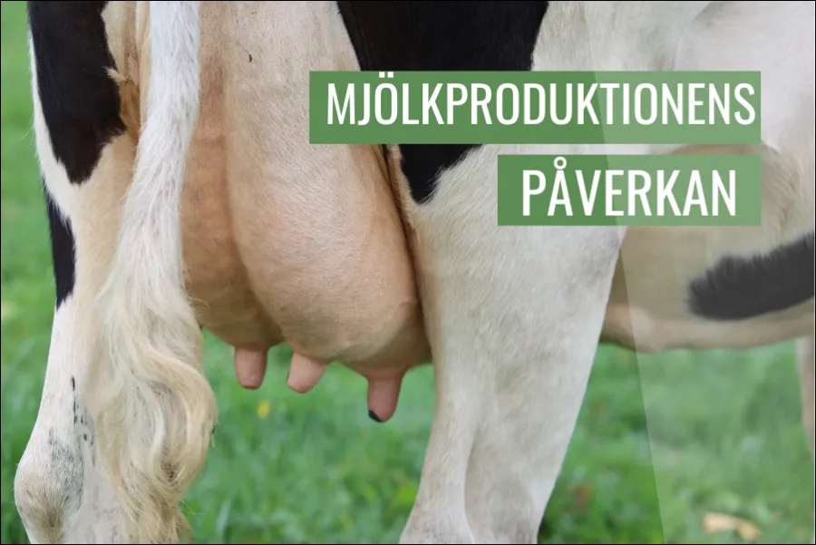 Mjölkproduktionens påverkan på djurhälsa och välbefinnande