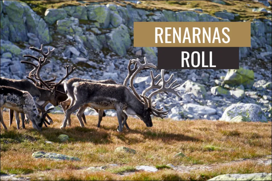 Renarnas roll i traditionell samisk kultur