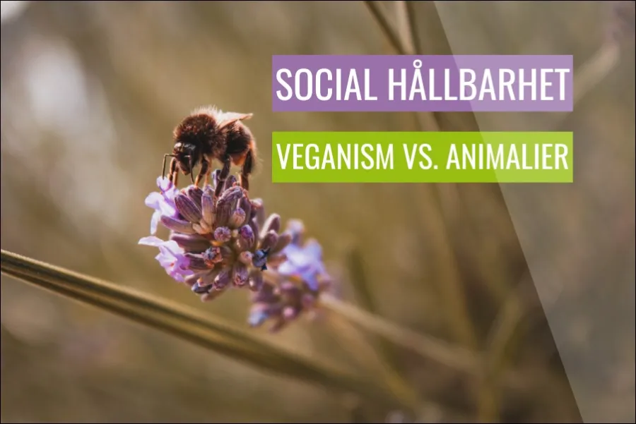 Social Hållbarhet Veganism Vs Animalier