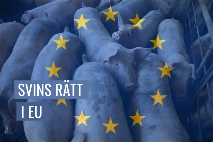 Svins djurrätt i EU-lagstiftningen