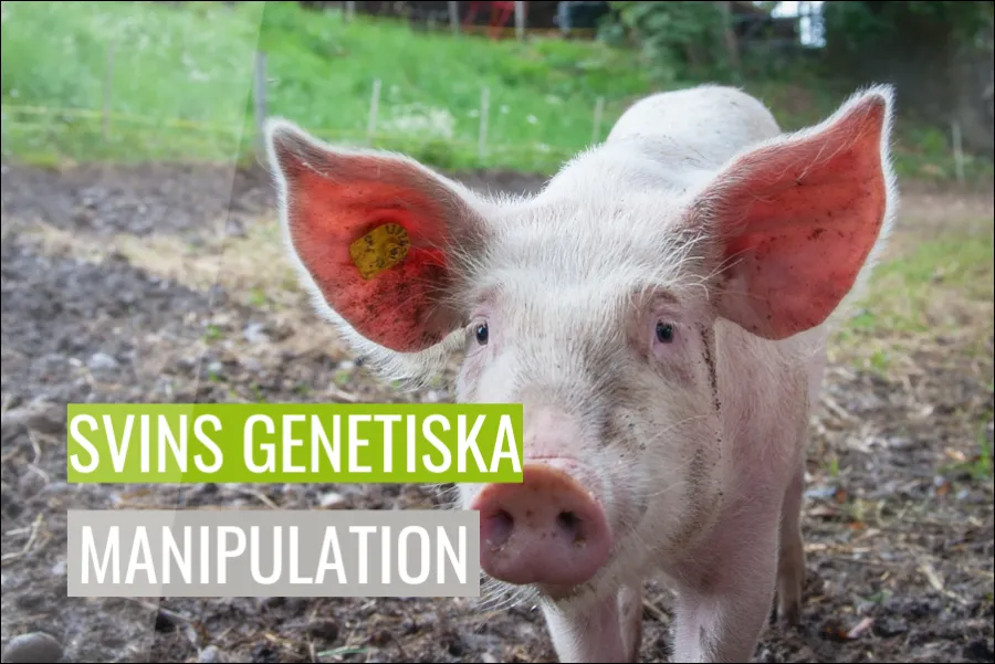 Svins genetiska manipulation Djurrättsfrågor och miljöpåverkan