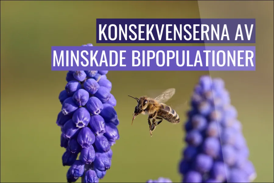 Vad är konsekvenserna av minskande bipopulationer