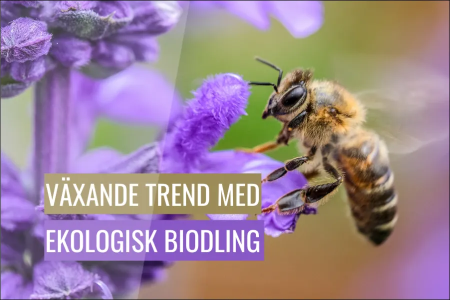 Växande trend med ekologisk biodling