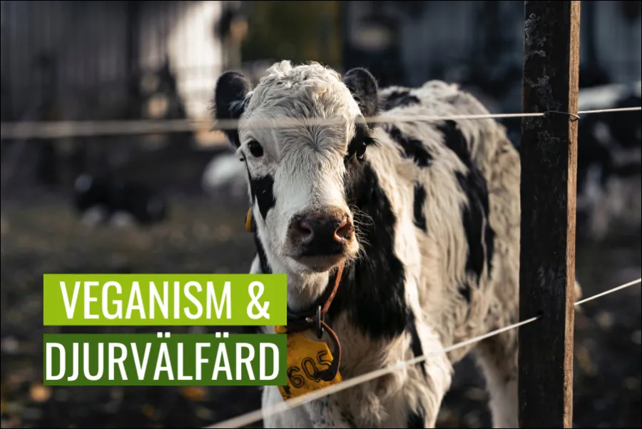Veganism och djurvälfärd på gårdar Hur kan det minska djurplågeri