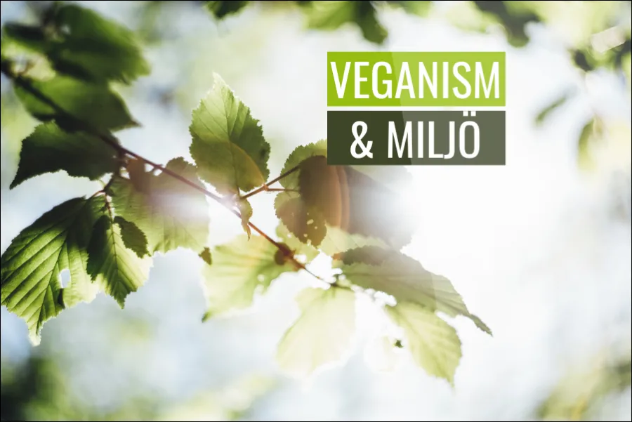 Veganism och miljö Hur vårt val av mat påverkar jordens hållbarhet