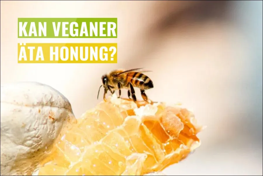 Kan veganer äta honung?