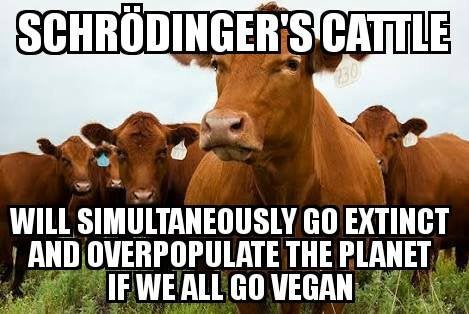 Schrödingers Cattle